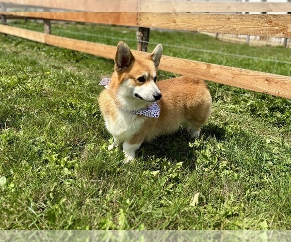 Medium Photo #1 Pembroke Welsh Corgi Puppy For Sale in COBLESKILL, NY, USA