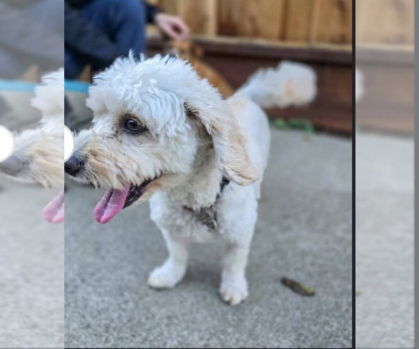 Medium Photo #2 Maltipoo (Miniature) Puppy For Sale in Pacifica, CA, USA