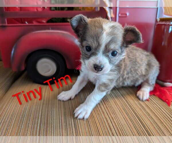 Medium Photo #4 Chihuahua Puppy For Sale in LEBANON, PA, USA