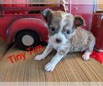 Small #3 Chihuahua