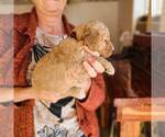 Small Photo #21 Poodle (Standard) Puppy For Sale in WAGENER, SC, USA