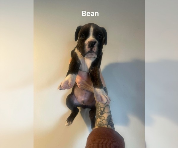Medium Photo #1 Boxer Puppy For Sale in ELKHART, IN, USA