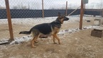 Small Photo #1 German Shepherd Dog Puppy For Sale in MOSES LAKE, WA, USA
