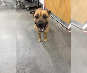 German Shepherd Dog-Unknown Mix Dogs for adoption in Forestville, MD, USA