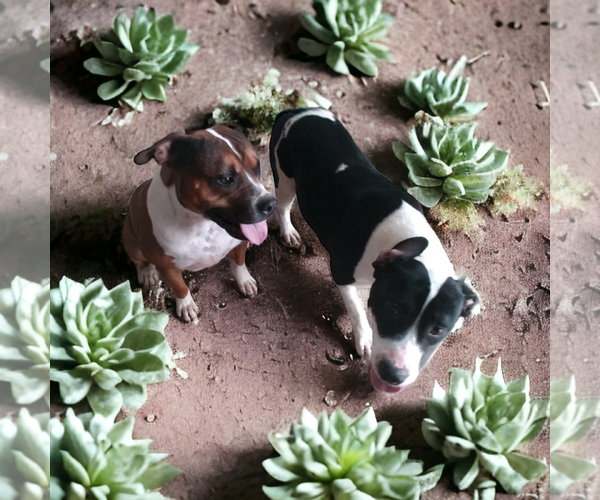Medium Photo #4 American Staffordshire Terrier-Great Dane Mix Puppy For Sale in Orange Grove, TX, USA