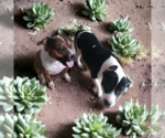 Small #3 American Staffordshire Terrier-Great Dane Mix