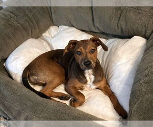 Dachshund-Labrador Retriever Mix Dogs for adoption in Brooklyn Center, MN, USA