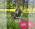 Small Photo #6 German Shepherd Dog Puppy For Sale in CHARLESTOWN, IN, USA