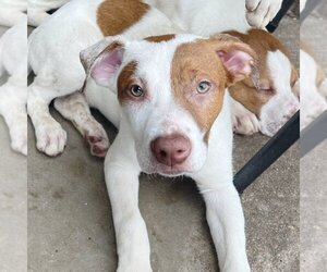 American Bulldog-Brittany Mix Dogs for adoption in Sheridan, CO, USA