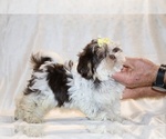 Small #6 Shih Tzu