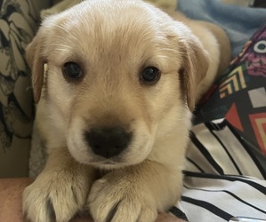 Golden Labrador Litter for sale in ABERDEEN, ID, USA