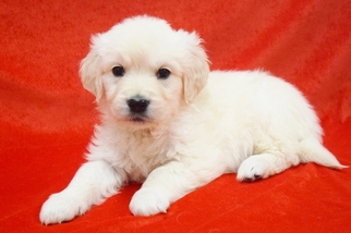 English Cream Golden Retriever Puppy for sale in PHILLIPSBURG, NJ, USA