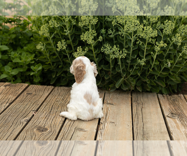 Medium Photo #5 Cocker Spaniel Puppy For Sale in NAPPANEE, IN, USA