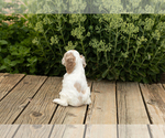 Small Photo #17 Cocker Spaniel Puppy For Sale in NAPPANEE, IN, USA