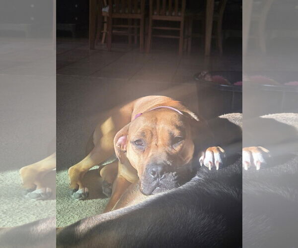 Medium Photo #12 Boxer-Unknown Mix Puppy For Sale in Germantown, OH, USA