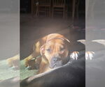 Small #11 Boxer Mix