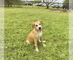 Small American Foxhound Mix
