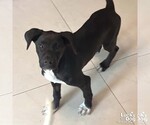 Small Photo #4 Labrador Retriever-Retriever  Mix Puppy For Sale in Washington, DC, USA