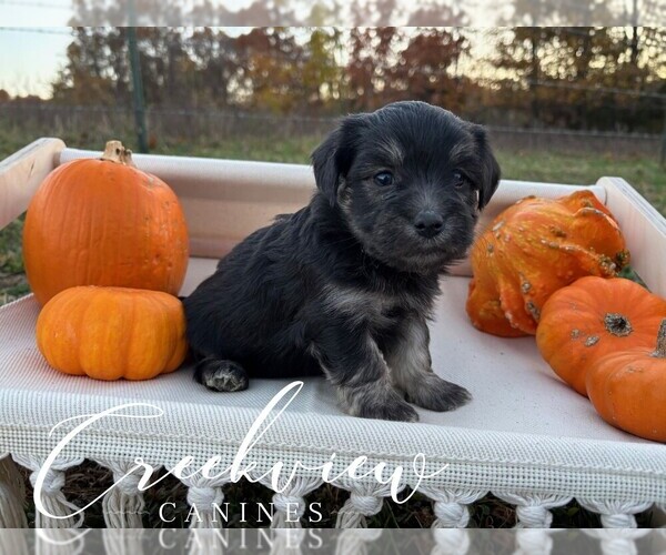 Medium Photo #1 Havanese Puppy For Sale in NIANGUA, MO, USA