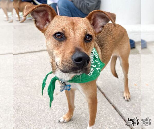 Medium Photo #6 Beagle-Black Mouth Cur Mix Puppy For Sale in Washington, DC, USA