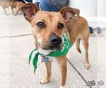 Small #5 Beagle-Black Mouth Cur Mix