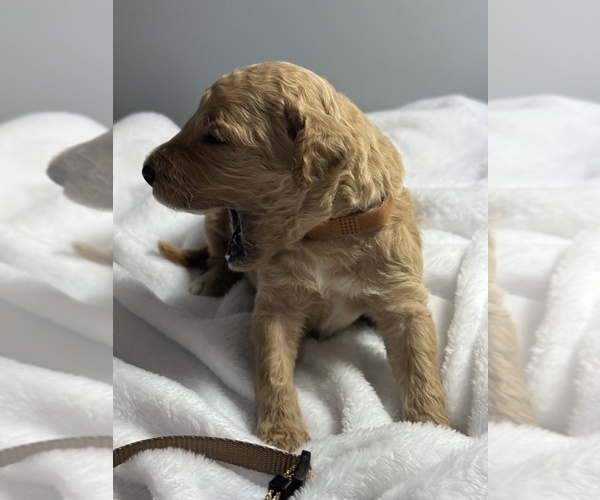 Medium Photo #16 Goldendoodle Puppy For Sale in LAKELAND, FL, USA