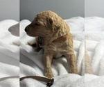 Small Photo #16 Goldendoodle Puppy For Sale in LAKELAND, FL, USA