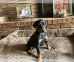 Small Photo #8 Doberman Pinscher Puppy For Sale in CLAREMORE, OK, USA