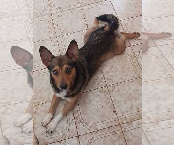 Medium Photo #1 Chihuahua-Unknown Mix Puppy For Sale in Jenkintown, PA, USA