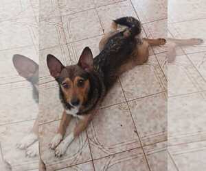 Chihuahua-Unknown Mix Dogs for adoption in Jenkintown, PA, USA