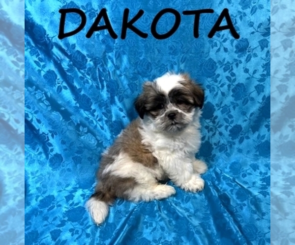Medium Photo #2 Shih-Poo Puppy For Sale in HARTLAND, MN, USA
