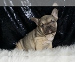 Small #3 French Bulldog