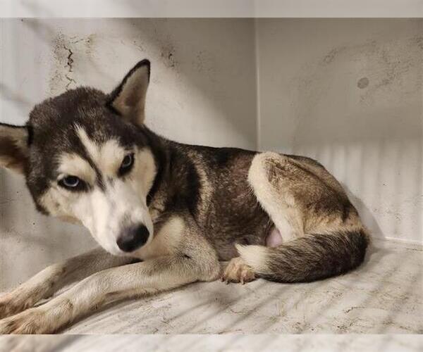 Medium Photo #1 Huskies -Unknown Mix Puppy For Sale in Houston, TX, USA