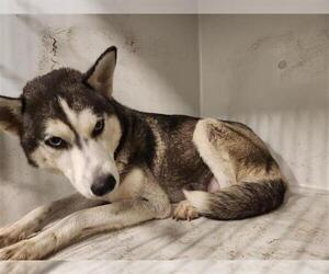 Huskies -Unknown Mix Dogs for adoption in Houston, TX, USA