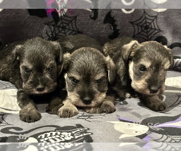 Medium Photo #1 Schnauzer (Miniature) Puppy For Sale in JEFFERSON, OR, USA
