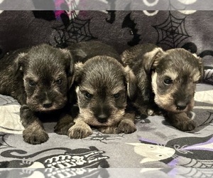 Schnauzer (Miniature) Puppy for sale in JEFFERSON, OR, USA