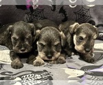 Image preview for Ad Listing. Nickname: Litter of 3