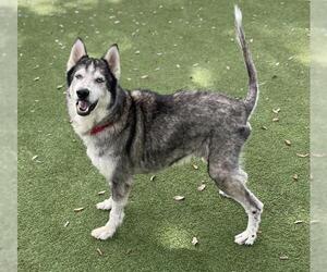 Siberian Husky Dogs for adoption in Palmetto, FL, USA