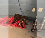 Small American Staffordshire Terrier Mix