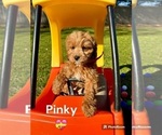Puppy PINKY Cavapoo
