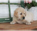Puppy Wendy Labrador Retriever
