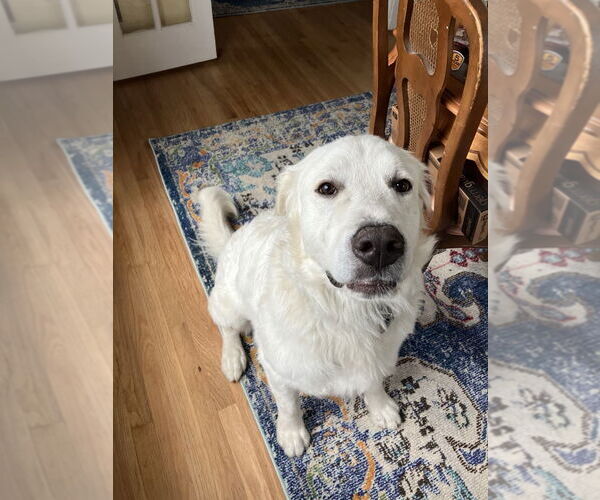 Medium Photo #1 Great Pyrenees Puppy For Sale in Bountiful, UT, USA