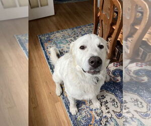 Great Pyrenees Dogs for adoption in Bountiful, UT, USA