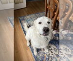 Small Great Pyrenees