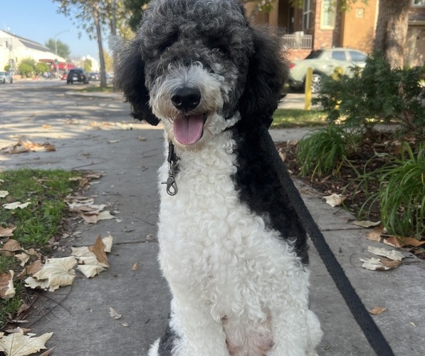 Medium Photo #1 Sheepadoodle Puppy For Sale in HUNTINGTON BEACH, CA, USA