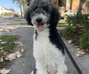 Mother of the Sheepadoodle puppies born on 07/14/2026