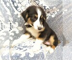 Small Photo #5 Australian Shepherd Puppy For Sale in HARTVILLE, MO, USA
