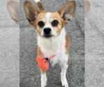 Small #1 Chihuahua