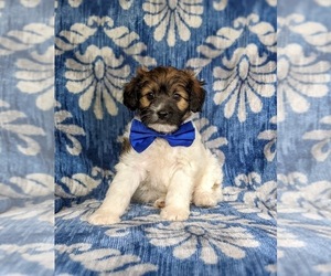 Goldendoodle-Jack Russell Terrier Mix Puppy for sale in NOTTINGHAM, PA, USA