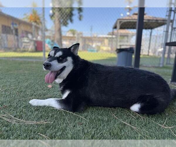 Medium Photo #2 Siberian Husky-Unknown Mix Puppy For Sale in Downey, CA, USA